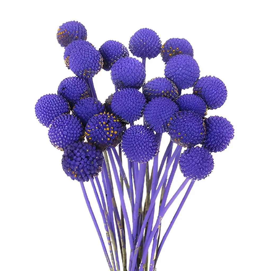 Purple Grape Craspedia Billy Balls